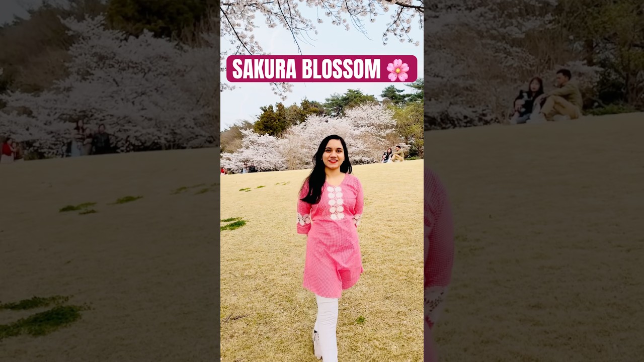 Cherry Blossoms in Japan, Du Haate Muthoy Vore. #japan #sakura  #vairalvideo #fyp #shorts