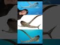 Extinct Sharks You Ve Never Heard Of