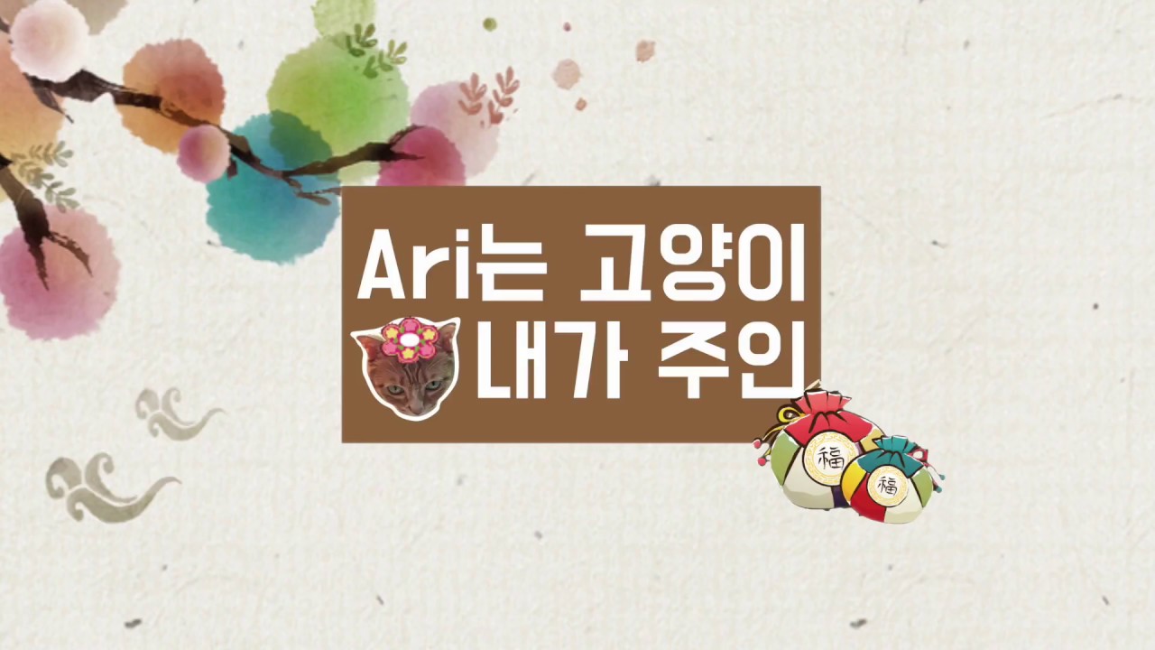 고양이와 설날을 맞이해 보았습니다.