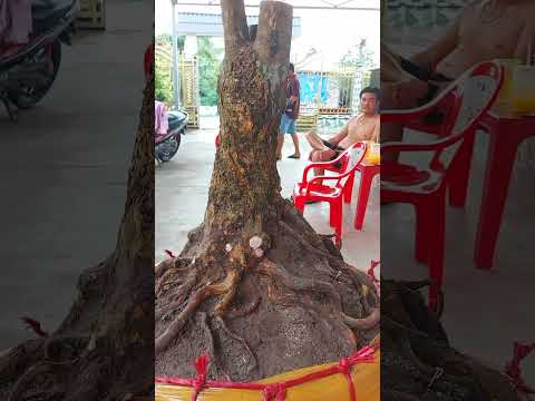 Xù vip full 100%, đế vip, ae hợp gu alo e 0762568181 khoa bonsai