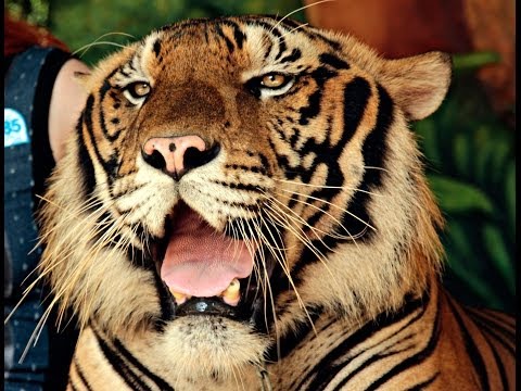 Паттайя: Тигровый зоопарк Срирача / Patt