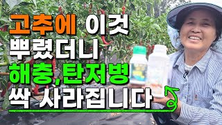 고추 다수확 이렇게 해줬더니 탄저병 진딧물 총채벌레 담배나방 없이 주렁주렁 수확할수있습니다 규산황 나방진