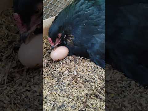 鶏に卵が詰まった場合はどうすればよいですか?リスクなしですぐに解決するための 5 つのアクション!  庭園