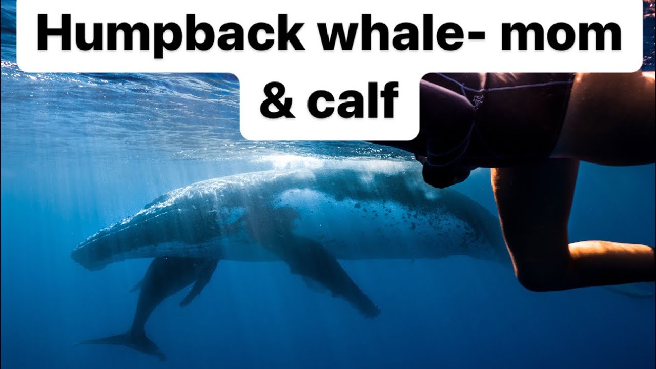 The Vocal World of Ocean Infants