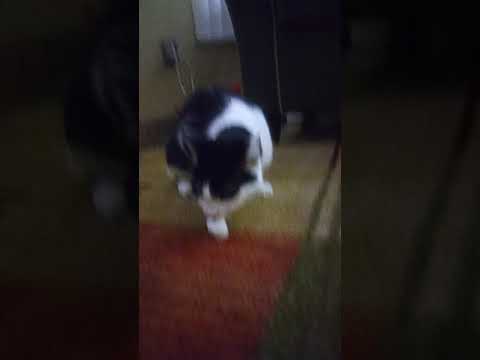 Mahi Cat Eating a Marshmallow