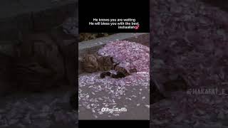 Download lagu Allah knows you are waiting🥺♥️ || Bi Saraha nasheed #shorts #allah #knows #waiting mp3