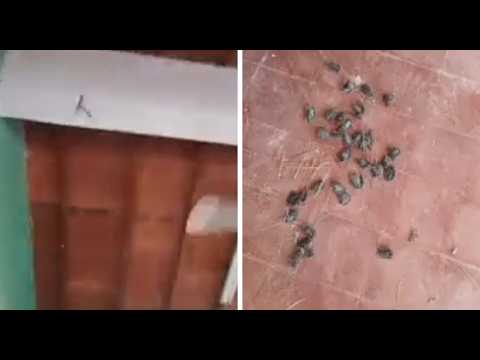 Reportan invasión de murciélagos en escuela de Coronel Bogado