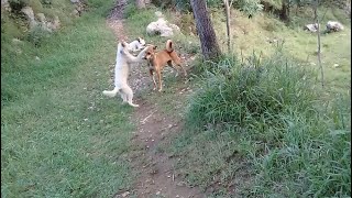 Brown Stray pup eating fried white chickpea rice/Mother dog &amp;White pup in Mountain garden #anime #uk