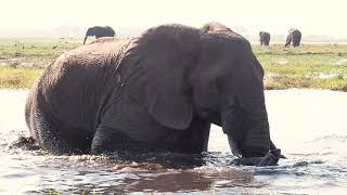 preview picture of video 'Boat trip on the Chobe River, Kasane, Botswana'