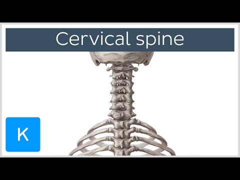 Cervical spine - Anatomy, Diagram & Definition - Human Anatomy | Kenhub