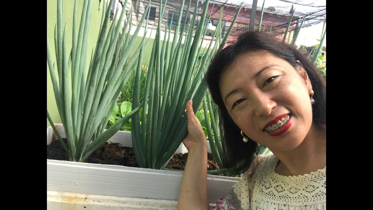 DICAS para ter as MELHORES CEBOLINHAS na sua Horta