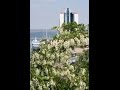 Цветет белая акация Одесса 