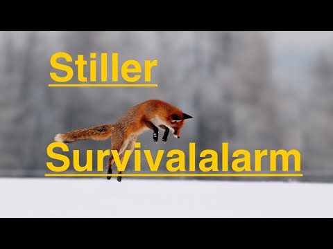 Angst allein in der Wildnis🏕️/Stolperfalle für das Camp