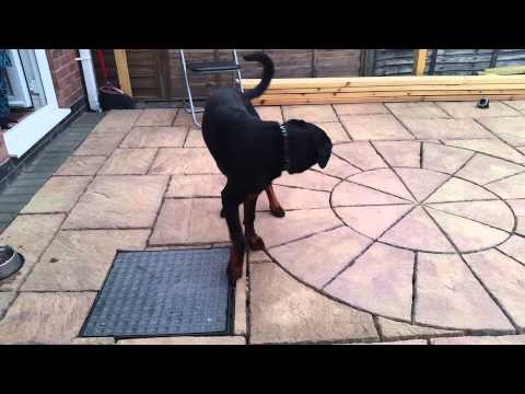 6 month rottweiler doesn't like the hoover!