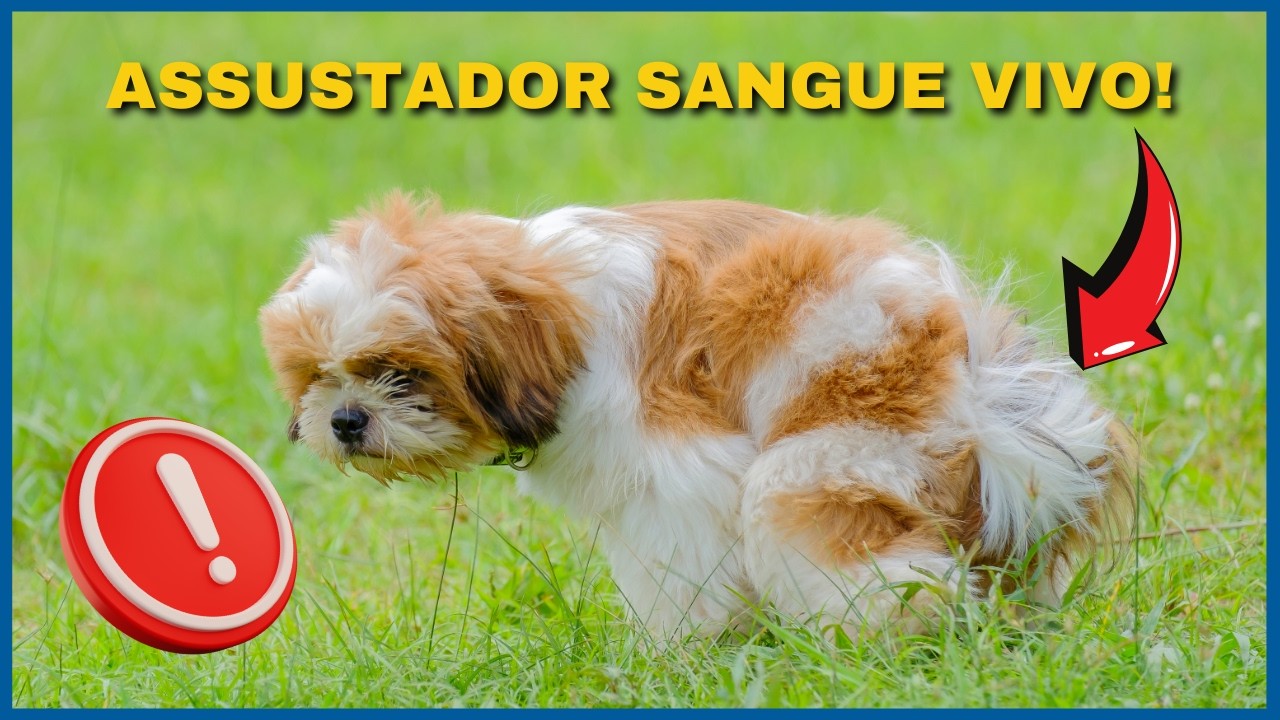 BOWEL COMPLETELY DISORDERED! Diarrhea with Blood in Dogs and Cats. (Part 2)