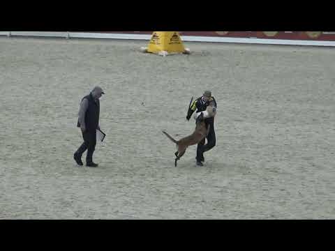 2022 IGP CACT Russia 7 Lezhnev Роман and Coddy z Udoli Jizery (Malinois) C92