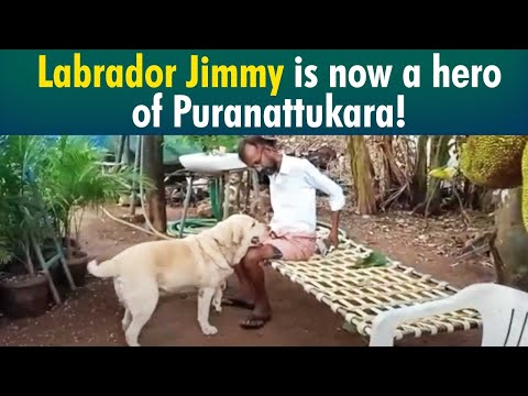 This is how pet dog Jimmy became famous in Thrissur’s Puranattukara!