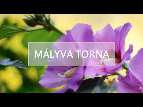 "Tréning a 3-6. hónapban", Gyógyulást Segítő Program, gyógytorna - Mályvavirág Alapítvány