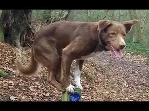 Asombroso Perro acróbata sobre poste