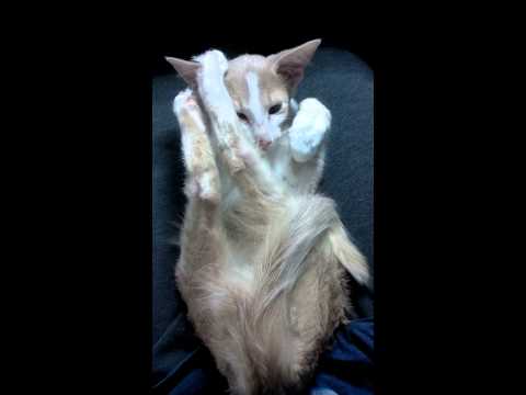 All oriental cats do this.