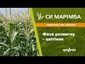 Насіння кукурудзи СИ МАРІМБА