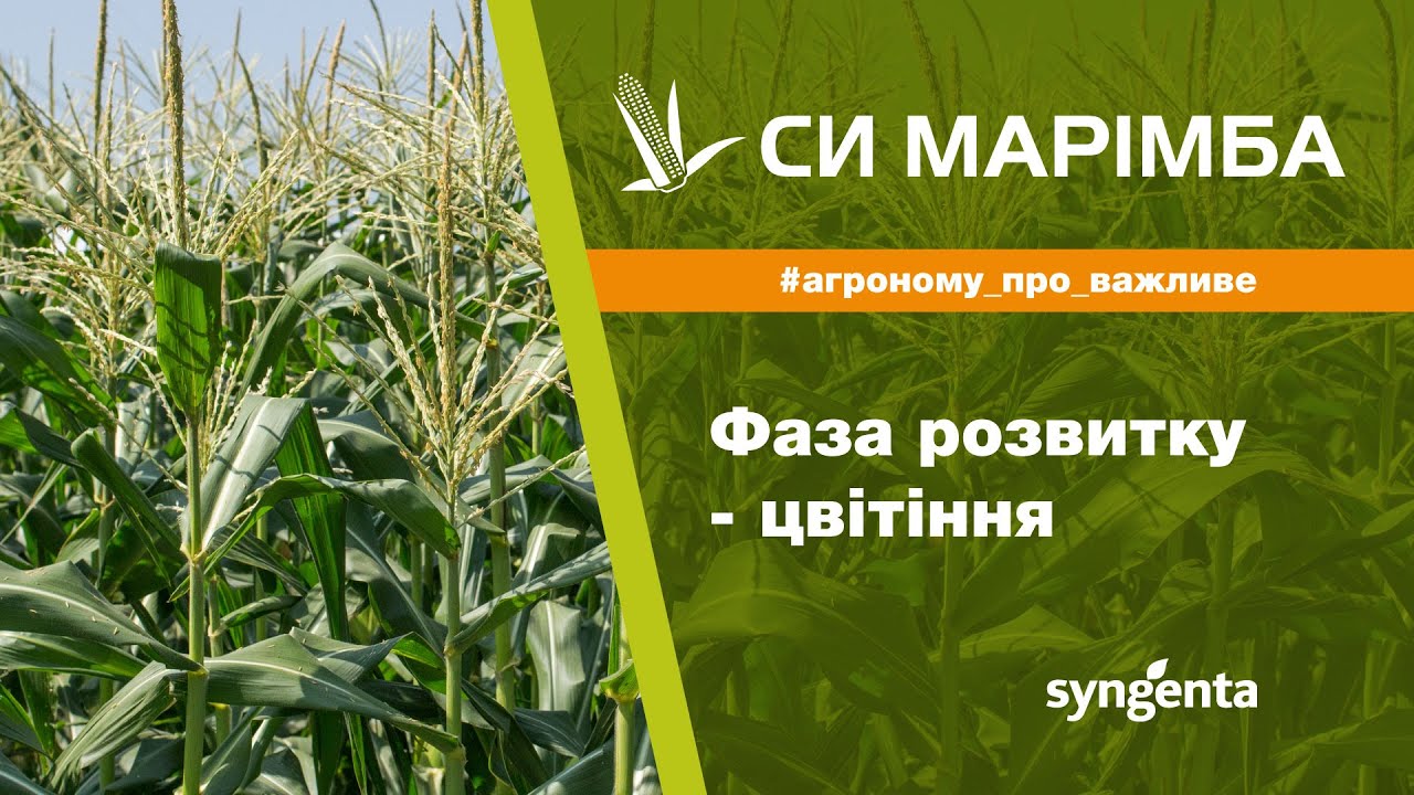 Насіння кукурудзи СИ МАРІМБА