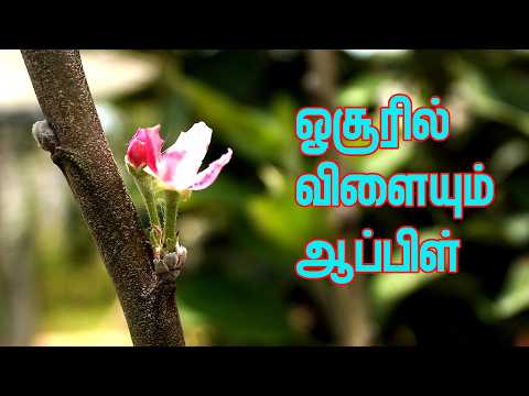 ஓசூரில் விளையும் ஆப்பிள்!. காஷ்மீர், ஊட்டி, கொடைக்கானலுக்கு சவாலா?