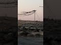 Birds go boom