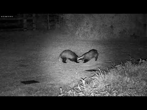 A bitey growly badger greeting - with sounds