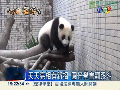 圓仔小壯妞! 光喝奶長到17.8公斤