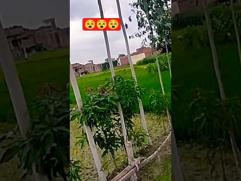 #funny #newshorts #mausam_ki_jankari #barish#gaon #nature #naturalbeauty #trendingvideo #viralvid