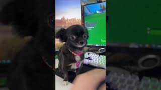 Fortnite Puddin 😂❤️