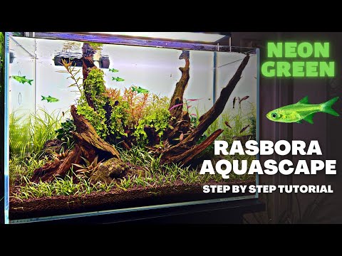 NEON GREEN RASBORA AQUASCAPE TUTORIAL! STEP BY STEP PLANTED TANK GUIDE