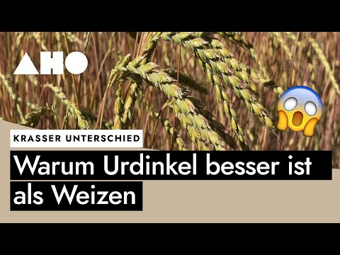 Warum gekeimter Urdinkel besser ist als moderner Weizen