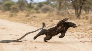 El Tejón de Miel vs la Mamba Negra: Veneno, Locura y Supervivencia en la Sabana
