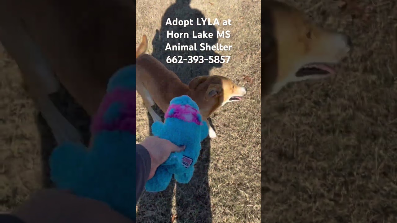 Enlarge Lyla, a ADOPTABLE mixed breed in Horn Lake, MS video 5/5