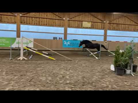 Burghof-Hengst Agamemdon xx - 2015 geb. (v. Lord of England xx - Laroche xx)