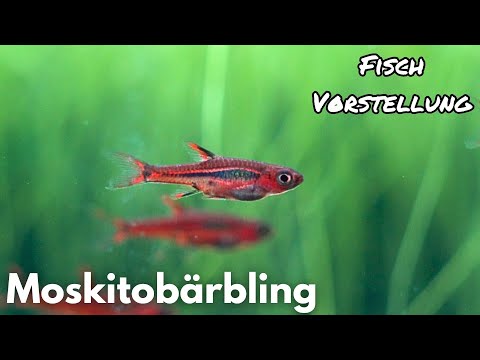 Mosquito Barb - Boraras brigittae | Liquid Nature Fish Introduction