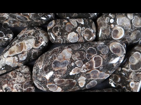 Turritella-Achat - Steine in einer Kiste 51