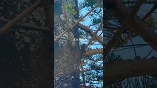 多分ポッサム#ポッサム#オーストラリア#Australia#ブリスベン#brisbane