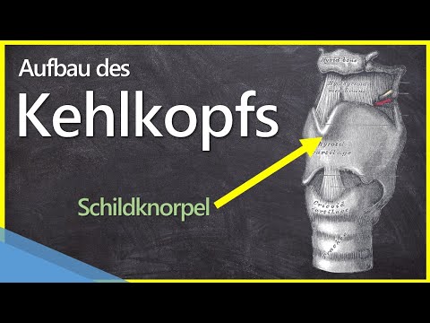 Wie ist der Kehlkopf (Larynx) aufgebaut?