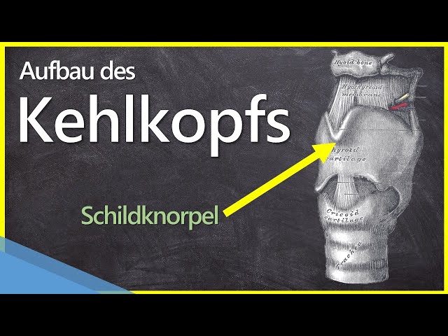 Vídeo relacionado con 3B Scientific VR0248UU - Póster explicativo sobre la laringe (en alemán Der Kehlkopf)