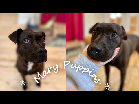 Dog for adoption - Mary Puppins The Perfect Pocket Pittie, a Pit Bull ...