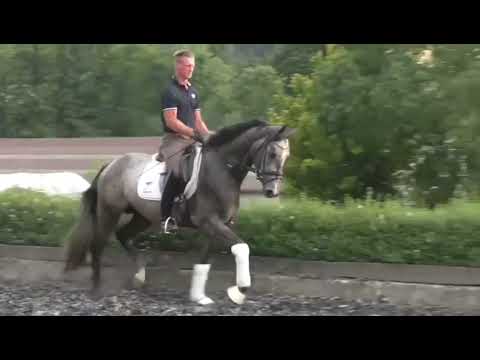 Hengst *2020 von Göteborg BLR for sale