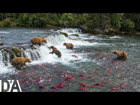 Animal Migration: The Salmon's One-Way Journey | DocuAnimals