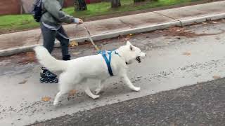 How to Stop when Inline Skating with your Dog