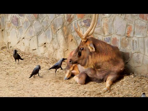 Crows removing ticks | Birds as Natural Pest Controllers | Birds as Tick Removers | Tick Control