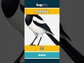 magpie - 鹊 video thumbnail