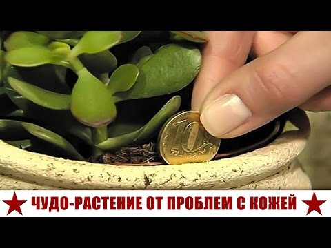 Из за нехватки какого витамина появляются пигментные пятна Пигментные пятна под подмышками