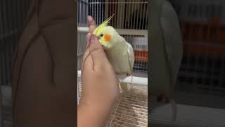Download lagu BABY COCKATIELS / PARKIT AUSTRALIA / FALK #animals #fyp #shorts #viral mp3